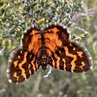 Chrysolarentia chrysocyma (Small Radiating Carpet) at Kosciuszko National Park - 9 Jan 2023 by Pirom