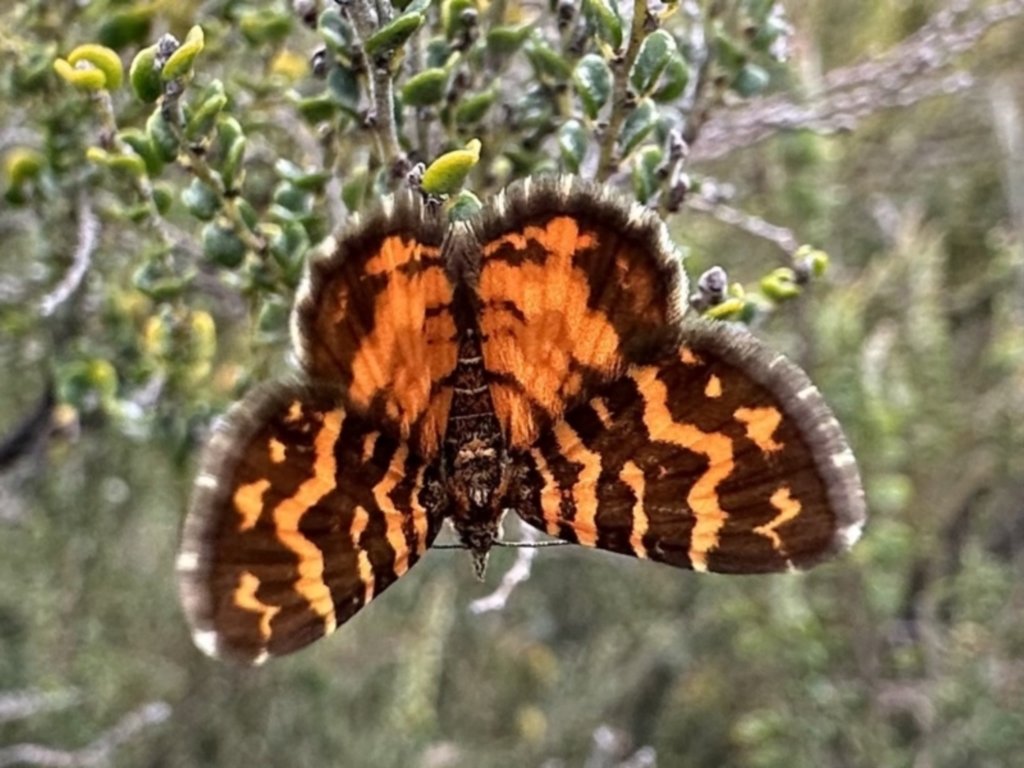 Chrysolarentia chrysocyma at Jagungal Wilderness, NSW - 9 Jan 2023