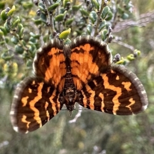 Chrysolarentia chrysocyma at Jagungal Wilderness, NSW - 9 Jan 2023