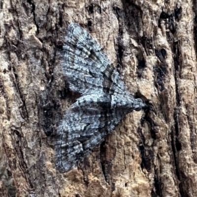 Phrissogonus laticostata (Apple looper moth) at Ainslie, ACT - 30 Dec 2022 by Pirom