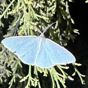 Chlorocoma (genus) at Ainslie, ACT - 28 Dec 2022 09:06 PM