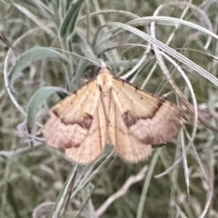 Anachloris subochraria (Golden Grass Carpet (Ennominae)) at Ainslie, ACT - 28 Dec 2022 by Pirom
