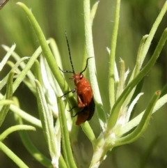 Palaestra bipartita (Meloidae Beetle, Blister Beetle) at Wingello - 8 Jan 2023 by GlossyGal