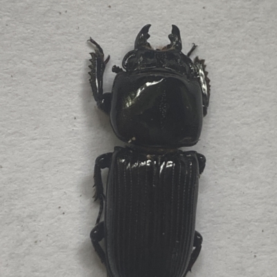Unidentified Stag beetle (Lucanidae) at Stockleigh, QLD - 12 Jan 2023 by berrimo