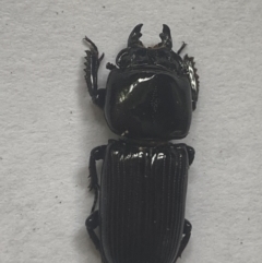 Unidentified Stag beetle (Lucanidae) (TBC) at Stockleigh, QLD - 12 Jan 2023 by berrimo