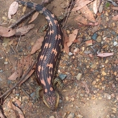 Tiliqua nigrolutea (Blotched Blue-tongue) at Carwoola, NSW - 12 Jan 2023 by Liam.m