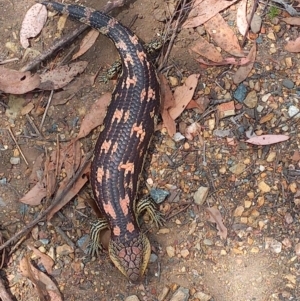 Tiliqua nigrolutea at Carwoola, NSW - 12 Jan 2023