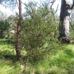 Acacia pravissima (Wedge-leaved Wattle, Ovens Wattle) at The Pinnacle - 9 Jan 2023 by sangio7