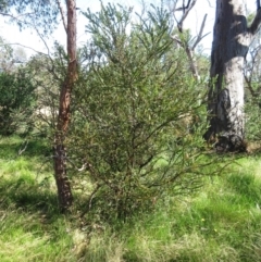 Acacia pravissima (Wedge-leaved Wattle, Ovens Wattle) at Hawker, ACT - 9 Jan 2023 by sangio7