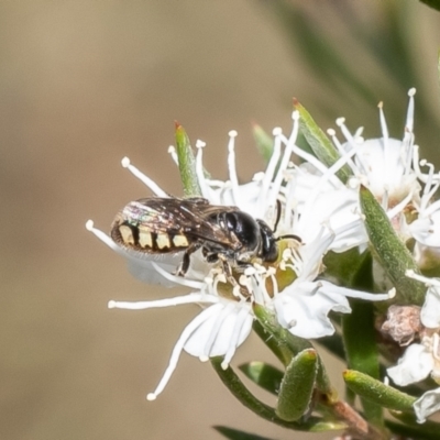 Euhesma nitidifrons (A plasterer bee) at Stony Creek - 12 Jan 2023 by Roger