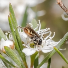 Euhesma nitidifrons at Stromlo, ACT - 12 Jan 2023