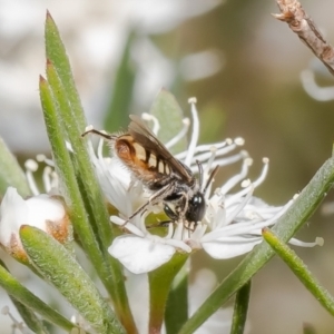 Euhesma nitidifrons at Stromlo, ACT - 12 Jan 2023