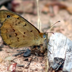 Heteronympha merope at Forde, ACT - 11 Jan 2023