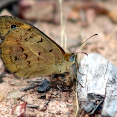 Heteronympha merope (Common Brown Butterfly) at Forde, ACT - 10 Jan 2023 by Bigjim