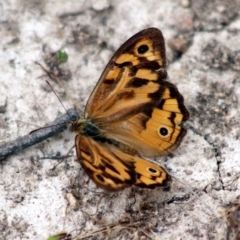 Heteronympha merope at Forde, ACT - 11 Jan 2023 06:56 AM