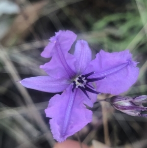 Arthropodium fimbriatum at Red Hill, ACT - 12 Jan 2023 12:34 PM