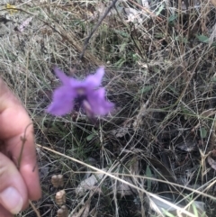 Arthropodium fimbriatum at Red Hill, ACT - 12 Jan 2023 12:34 PM