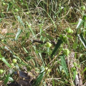 Pavonia hastata at Hawker, ACT - 10 Jan 2023 09:35 AM