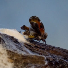 Platybrachys sp. (genus) (A gum hopper) at Mulligans Flat - 10 Jan 2023 by KorinneM