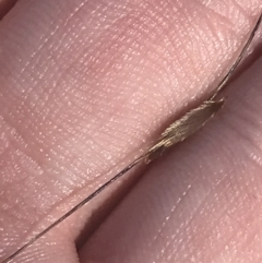 Austrostipa bigeniculata at Franklin, ACT - 9 Jan 2023 10:17 AM