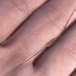 Austrostipa bigeniculata at Franklin, ACT - 9 Jan 2023 10:17 AM