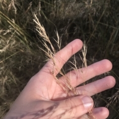 Austrostipa bigeniculata at Franklin, ACT - 9 Jan 2023