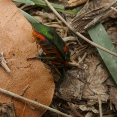 Scutiphora pedicellata (Metallic Jewel Bug) at Queanbeyan, NSW - 12 Jan 2023 by Paul4K