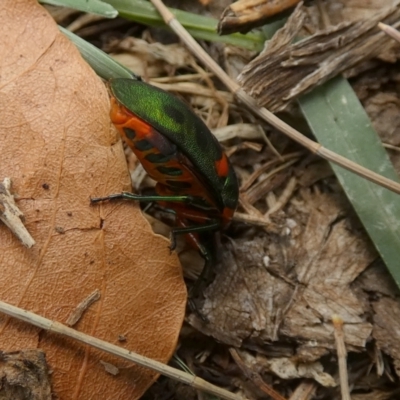 Scutiphora pedicellata (Metallic Jewel Bug) at QPRC LGA - 12 Jan 2023 by Paul4K