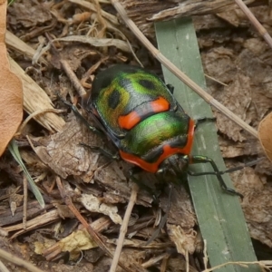Scutiphora pedicellata at Queanbeyan, NSW - suppressed