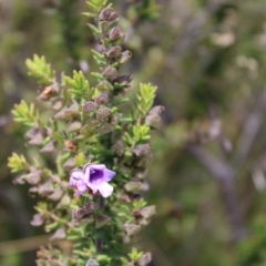 Prostanthera decussata (Dense Mint Bush) at Tennent, ACT - 15 Dec 2022 by Tapirlord