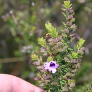 Prostanthera decussata at Tennent, ACT - 15 Dec 2022