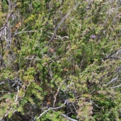 Prostanthera decussata at Tennent, ACT - 15 Dec 2022