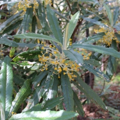 Bedfordia arborescens (Blanket Bush) at Paddys River, ACT - 21 Dec 2022 by Tapirlord