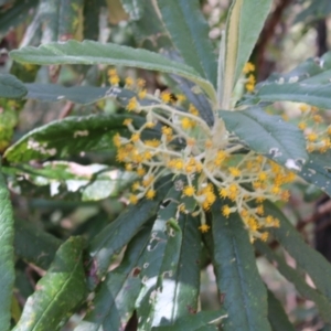 Bedfordia arborescens at Paddys River, ACT - 21 Dec 2022 09:03 AM