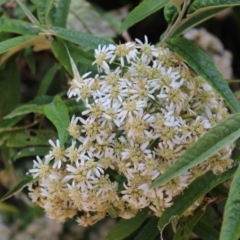 Olearia lirata (Snowy Daisybush) at Paddys River, ACT - 21 Dec 2022 by Tapirlord