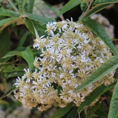 Olearia lirata (Snowy Daisybush) at Paddys River, ACT - 21 Dec 2022 by Tapirlord