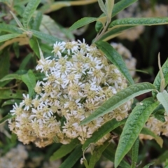 Olearia lirata at Paddys River, ACT - 21 Dec 2022