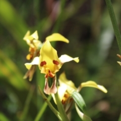 Diuris sulphurea (Tiger Orchid) at Paddys River, ACT - 21 Dec 2022 by Tapirlord