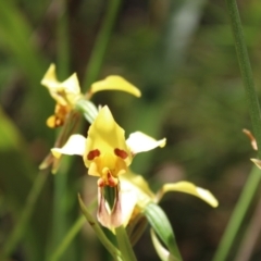 Diuris sulphurea at Paddys River, ACT - suppressed