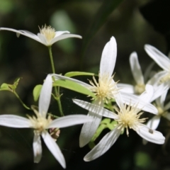 Clematis aristata (Mountain Clematis) at Paddys River, ACT - 21 Dec 2022 by Tapirlord