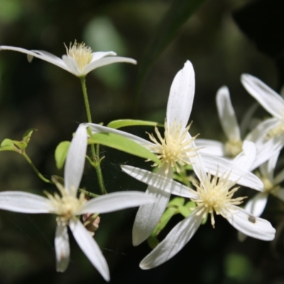 Clematis aristata (Mountain Clematis) at Paddys River, ACT - 21 Dec 2022 by Tapirlord