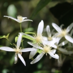 Clematis aristata at Paddys River, ACT - 21 Dec 2022