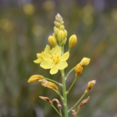 Bulbine glauca (Rock Lily) at Tidbinbilla Nature Reserve - 21 Dec 2022 by Tapirlord