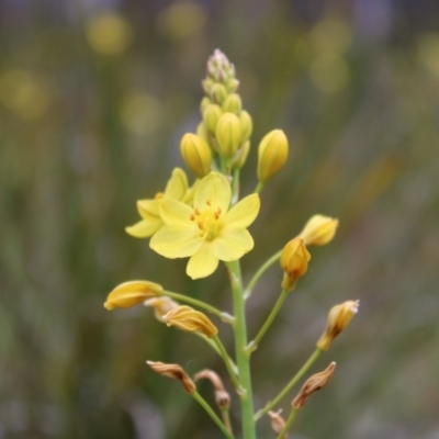 Bulbine glauca (Rock Lily) at Tidbinbilla Nature Reserve - 21 Dec 2022 by Tapirlord