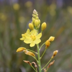 Bulbine glauca at Paddys River, ACT - 21 Dec 2022 11:26 AM