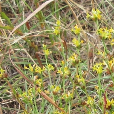 Pimelea curviflora (Curved Rice-flower) at Molonglo Valley, ACT - 10 Jan 2023 by sangio7