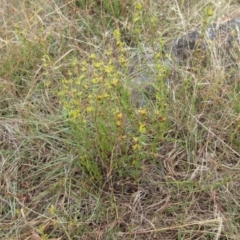 Pimelea curviflora at Molonglo Valley, ACT - 11 Jan 2023