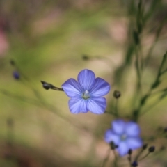 Linum marginale (Native Flax) at Tidbinbilla Nature Reserve - 21 Dec 2022 by Tapirlord
