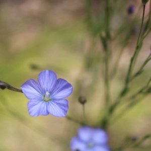 Linum marginale at Paddys River, ACT - 21 Dec 2022