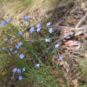 Linum marginale at Paddys River, ACT - 21 Dec 2022